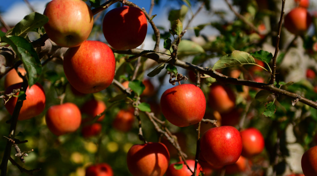 apple tree in yard