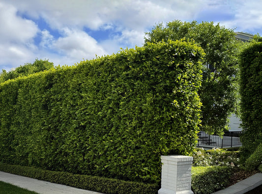 Why Homeowners Love Indian Laurel Columns