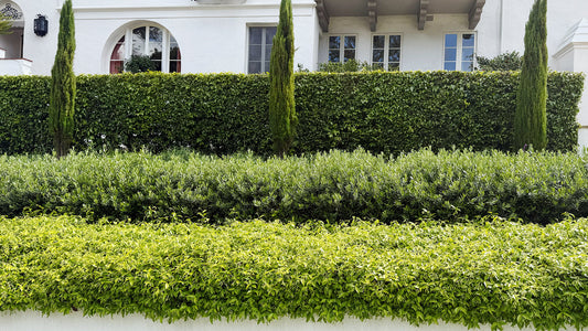 Growing Italian Cypress for an Elegant Garden