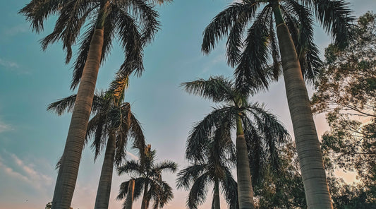 Palm trees
