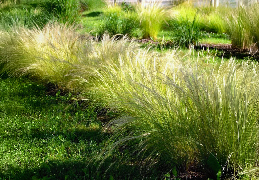 Mexican Feather Grass