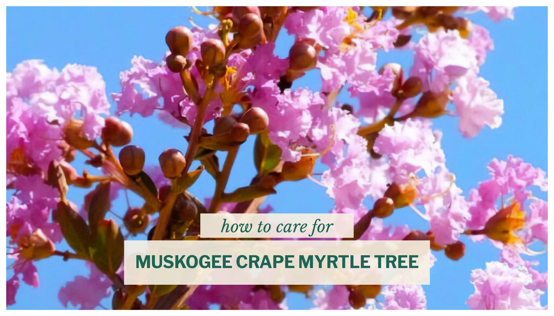 Muskogee crape myrtle tree flowers