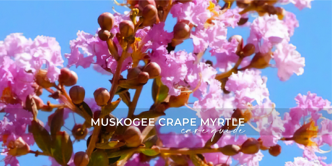 Muskogee Crape Myrtle Tree: Care Guide