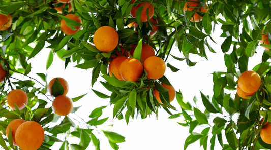 A Guide to Planting Citrus Plants & Trees