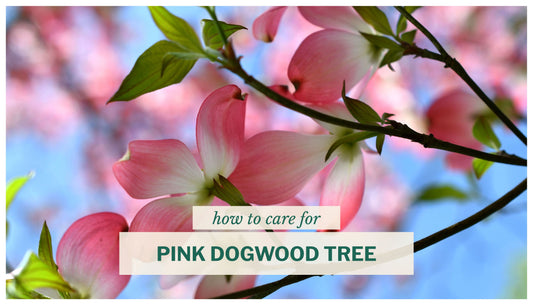 pink dogwood tree blooms flowers