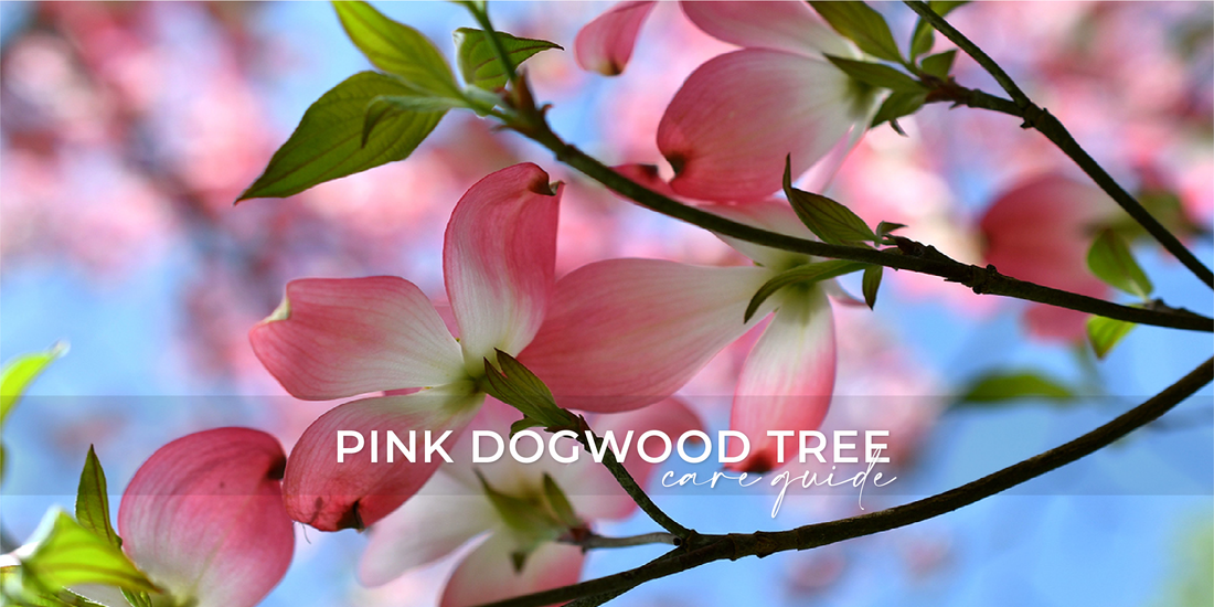 Pink Dogwood Tree: Care Guide