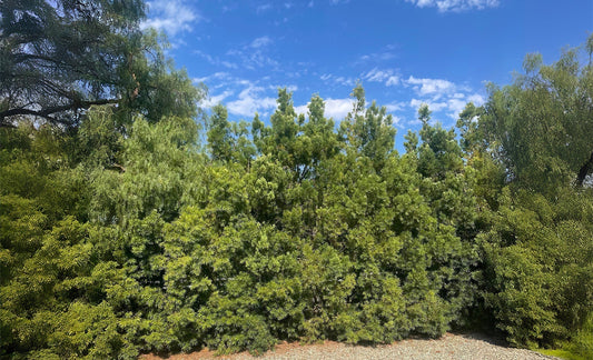 Podocarpus gracilior fern pine at Plants Express