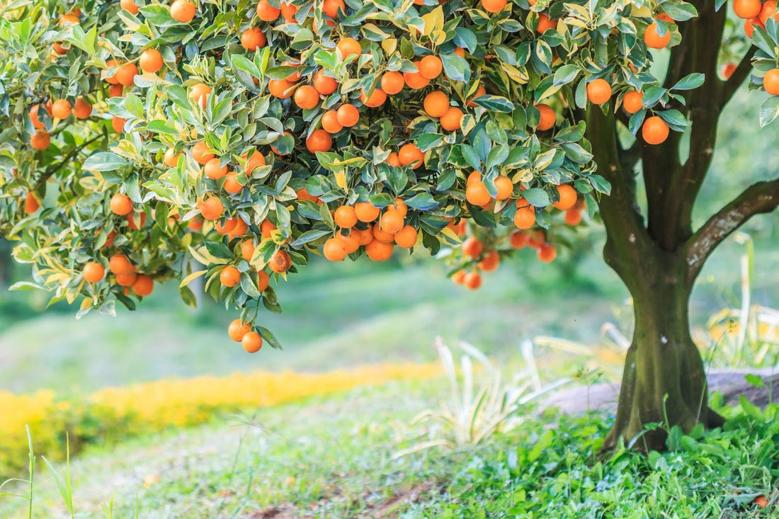 planting citrus trees