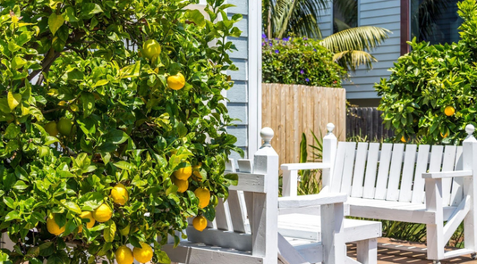 lemon tree in yard
