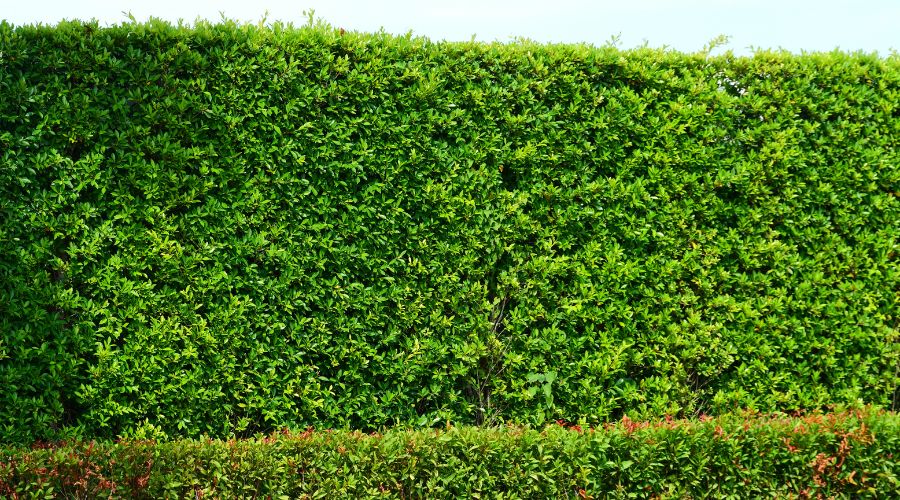 privacy hedge in yard