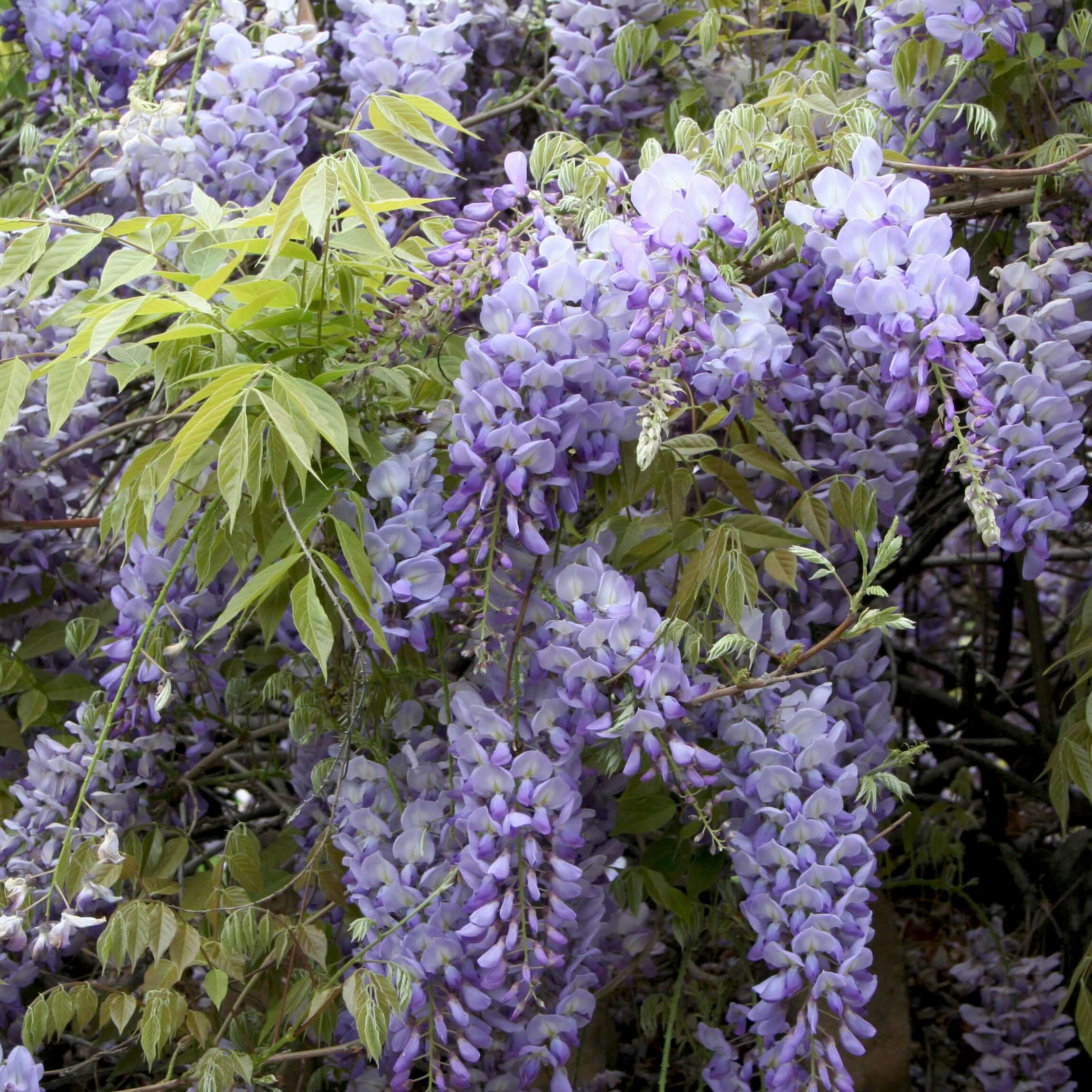 wisteria出品 Wisteria Vines | Fragrant Flowering Climbers | Plants Express