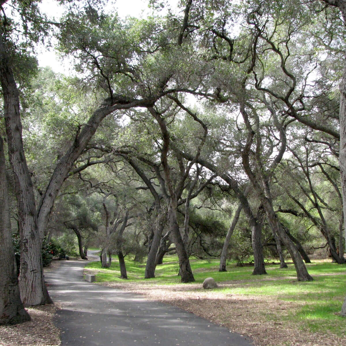 California Native Trees Palms Plants Express california-native-trees-palms-plants-express