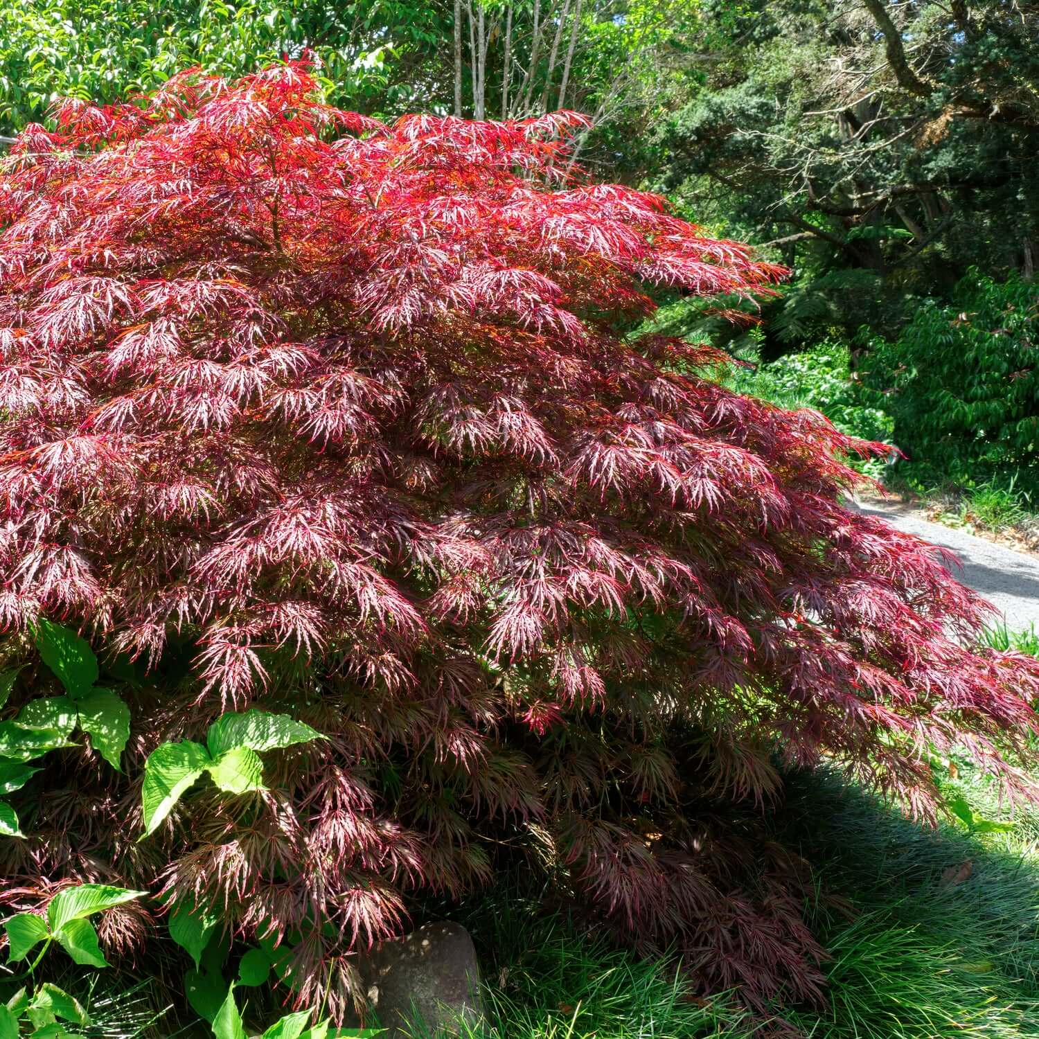 Colorful Foliage Trees & Palms | Plants Express