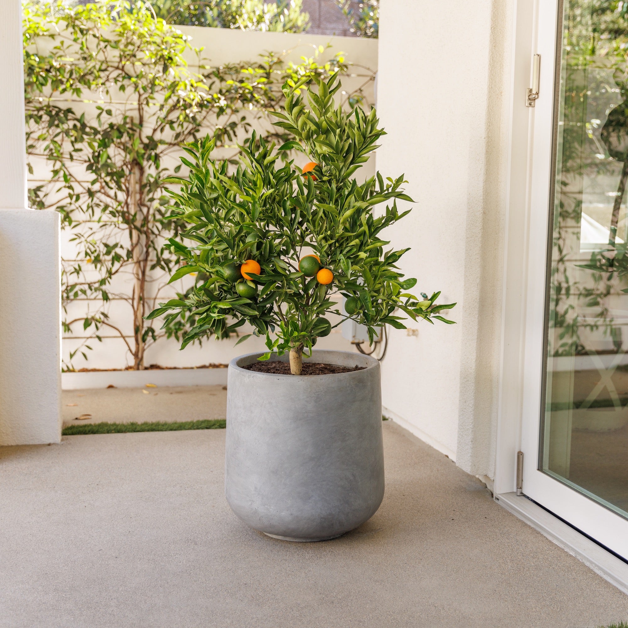 Buy Orange Trees Online Plants Express