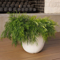 Acacia Cousin Itt (7823949136127)