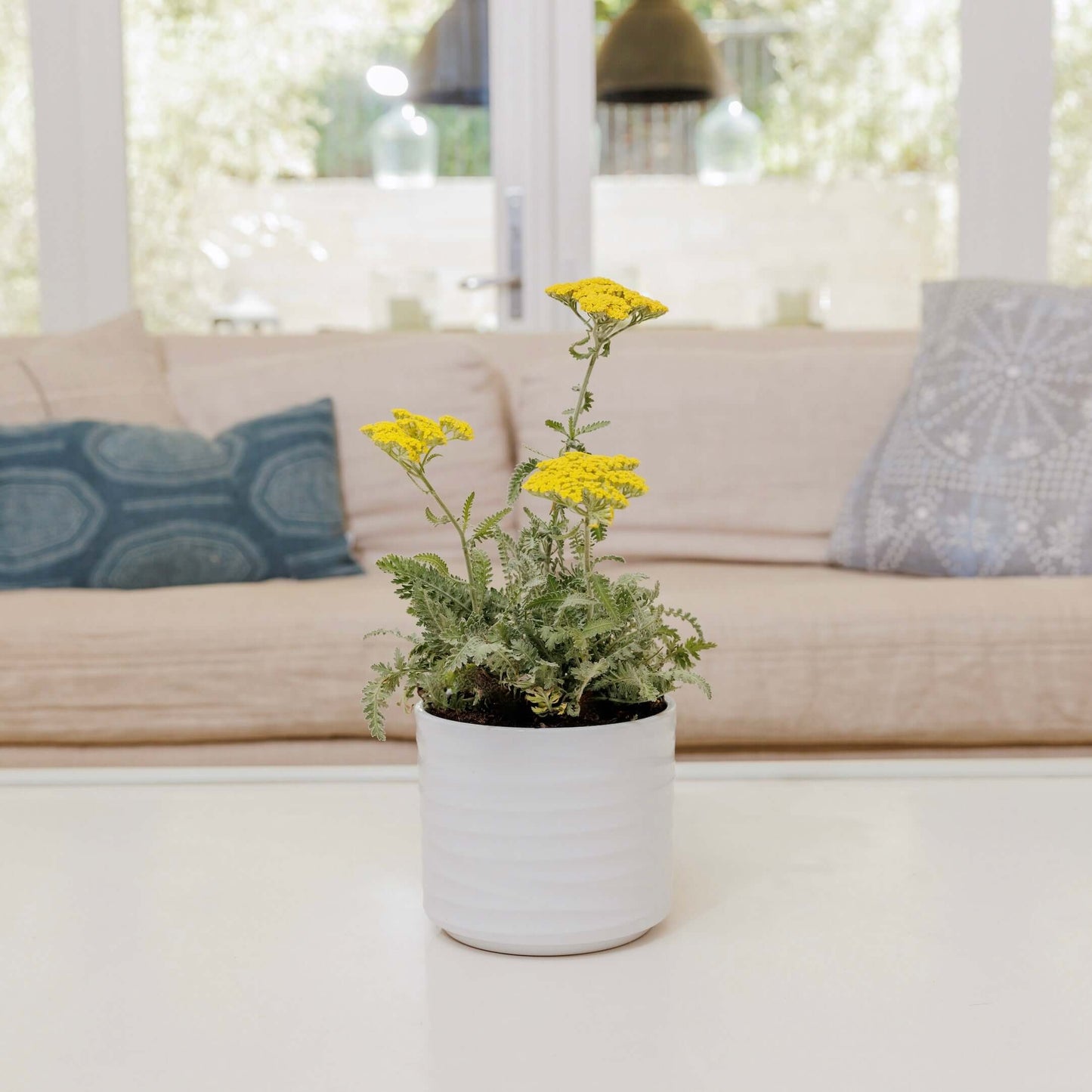 Achillea 'Moonshine' (7823948644607)