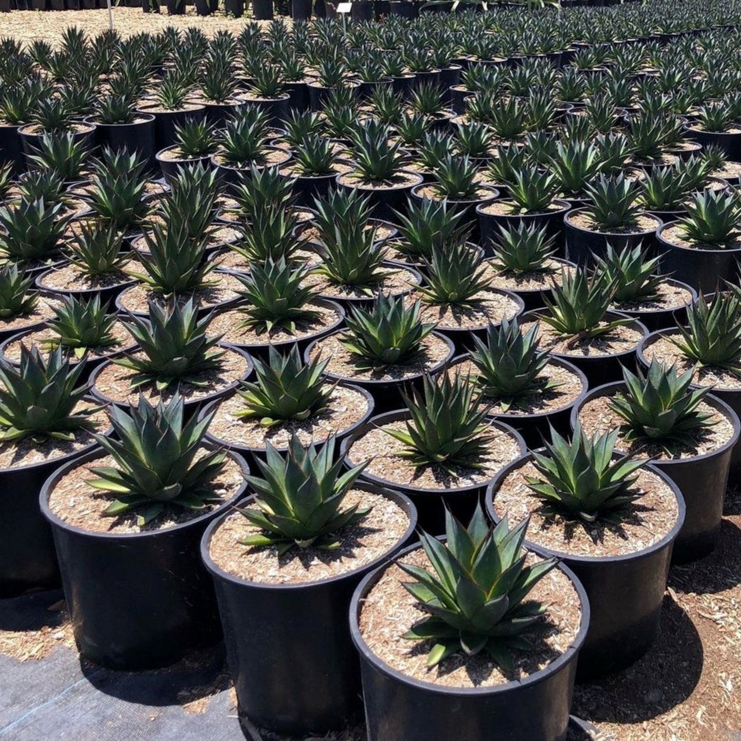 blue glow agave Growing