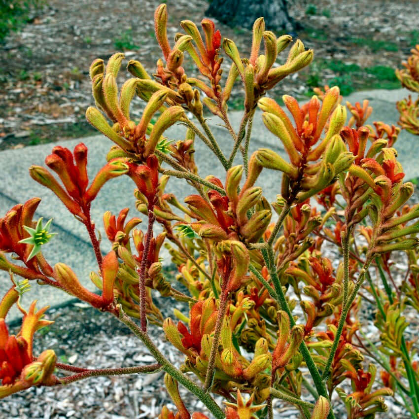 Amber Velvet Kangaroo Paw (7890129912063)