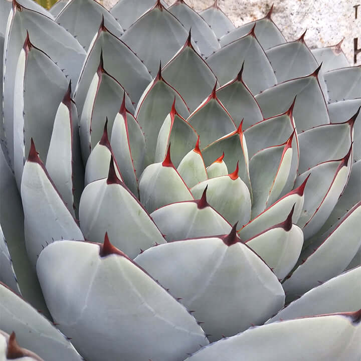 Artichoke Agave (7889268080895)