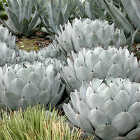 Artichoke Agave (7889268080895)