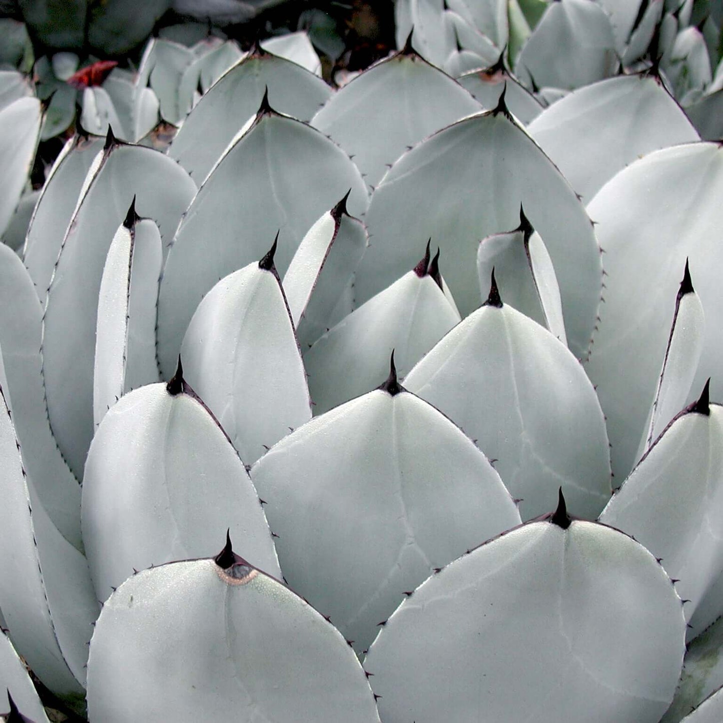 Artichoke Agave (7889268080895)