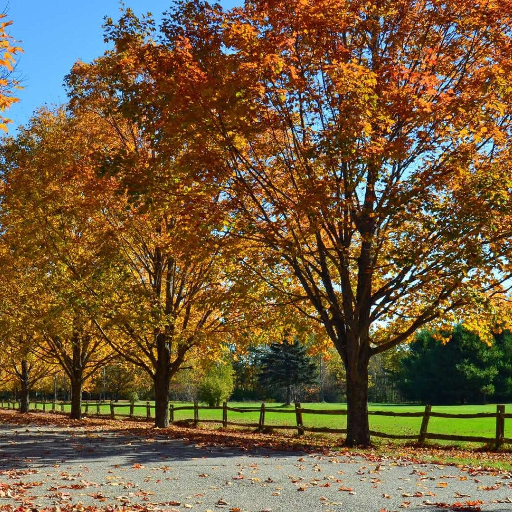 autumn blaze maple planting distance from house Autumn Blaze Red Maple Tree
