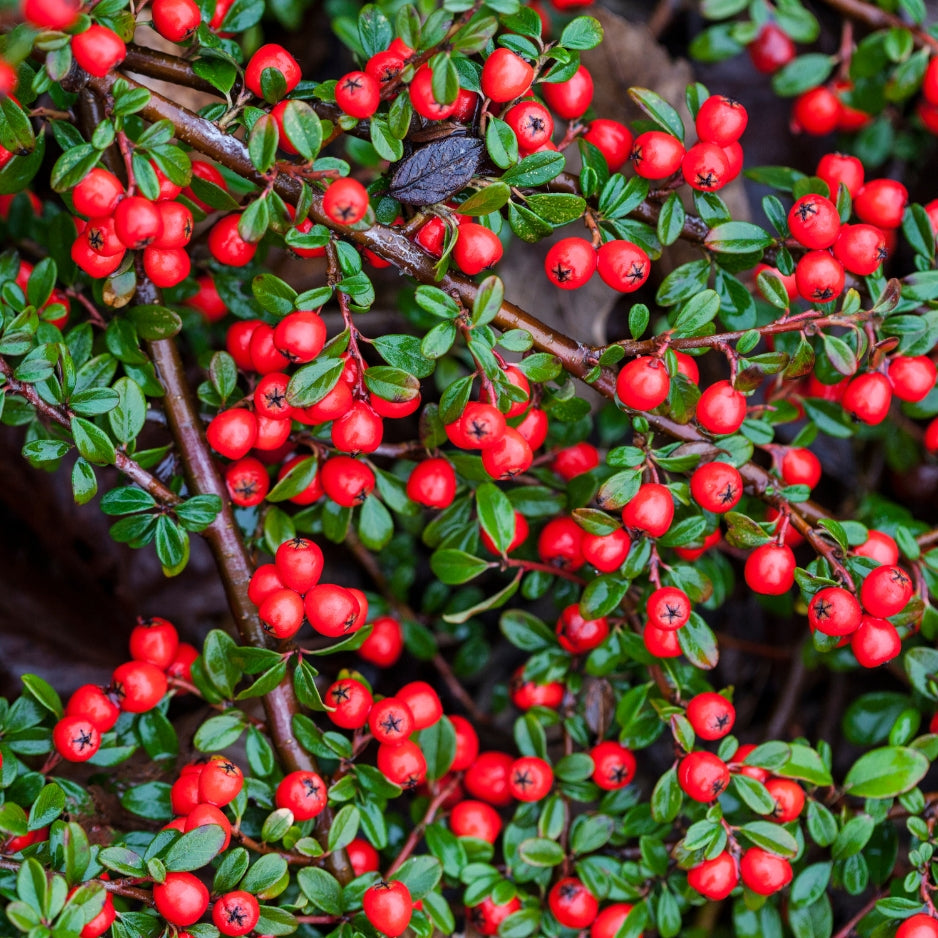 Bearberry Cotoneaster dammeri lowfast plant