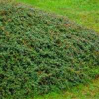 Bearberry Cotoneaster Coral Beauty groundcover shrub