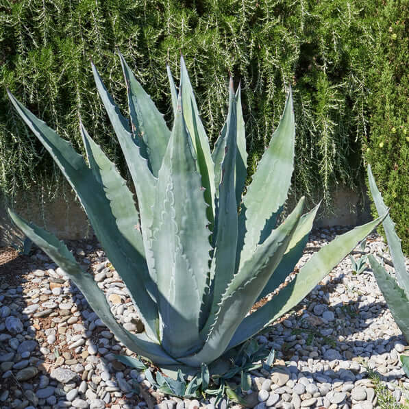 agave succulent Agave americana