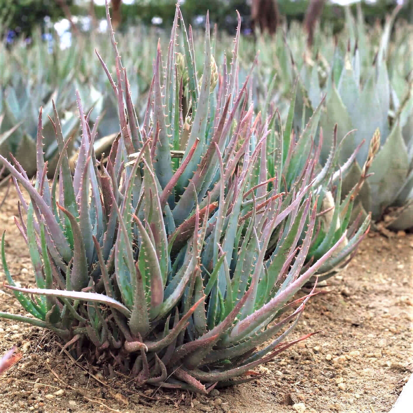 Blue Elf Aloe (7889211326719)