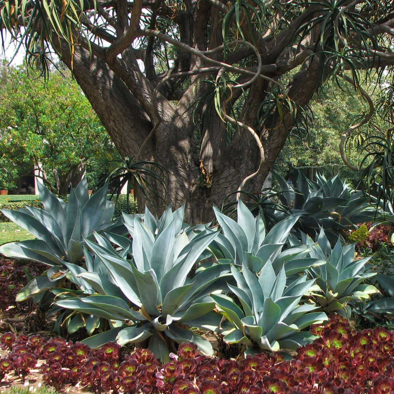 agave agave attenuata (7823948972287)