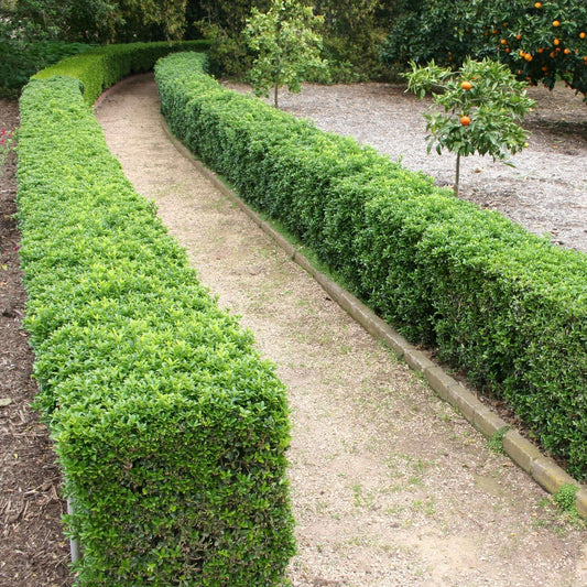Buxus microphylla japonica