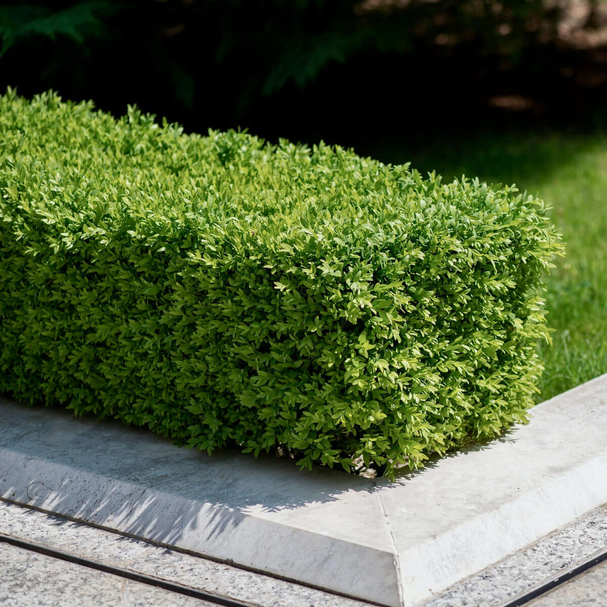 Green Beauty Boxwood (7823949463807)