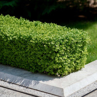 Green Beauty Boxwood (7823949463807)
