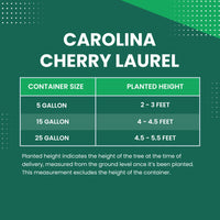 Carolina Cherry Laurel Size Chart