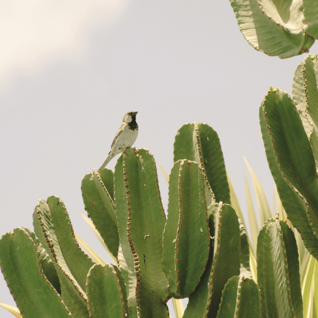 Cereus peruvianus