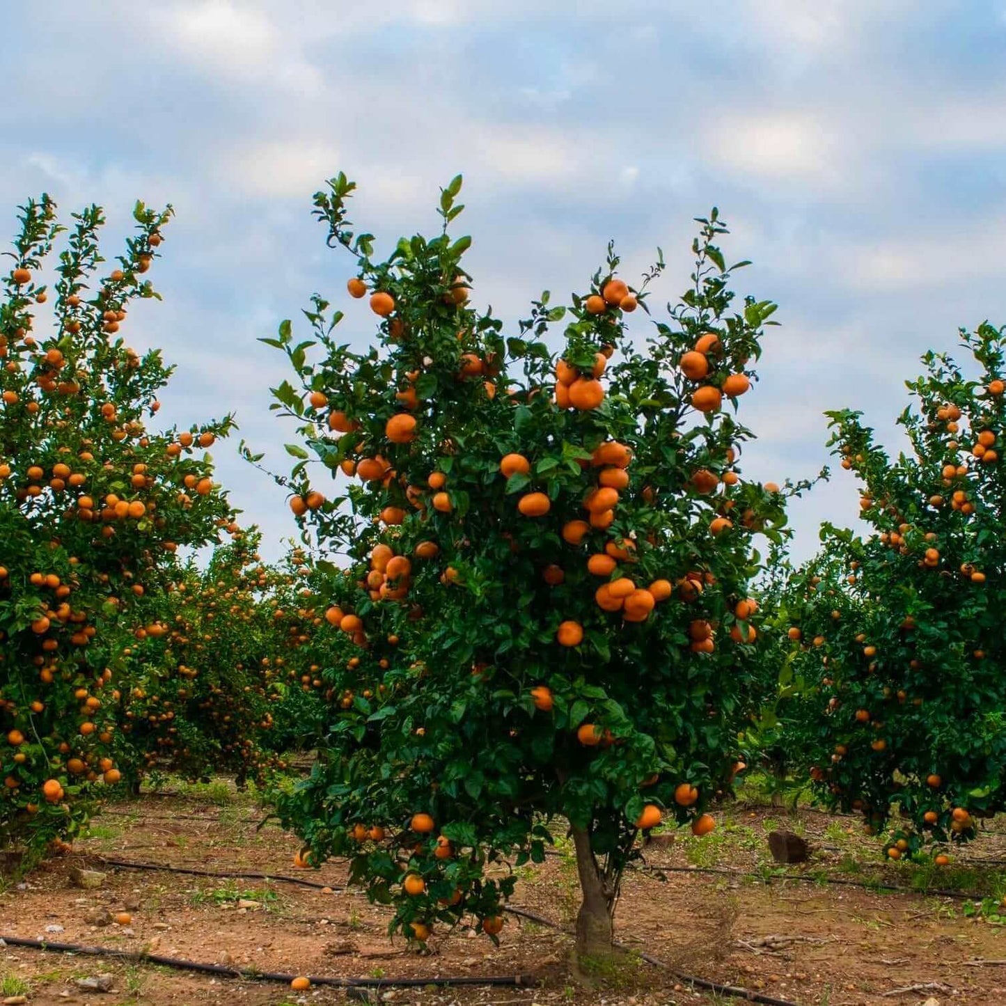 Clementine Mandarin Tree (7863713693951)
