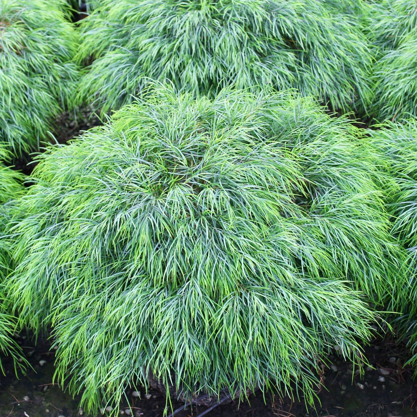 Acacia Cousin Itt (7823949136127)