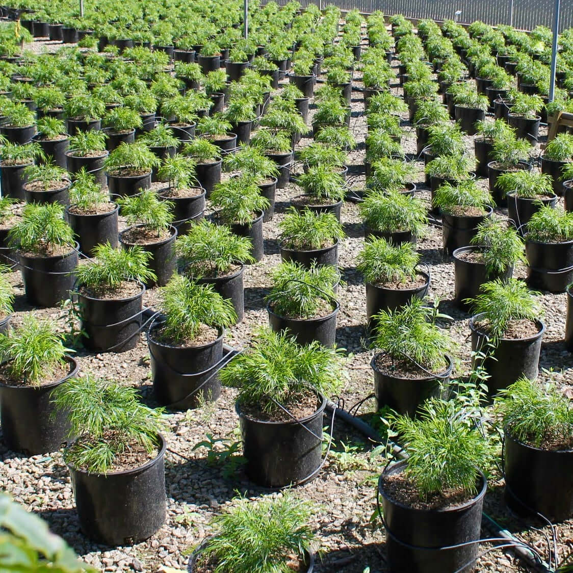 Acacia Cousin Itt (7823949136127)