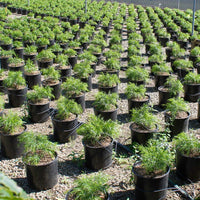 Acacia Cousin Itt (7823949136127)