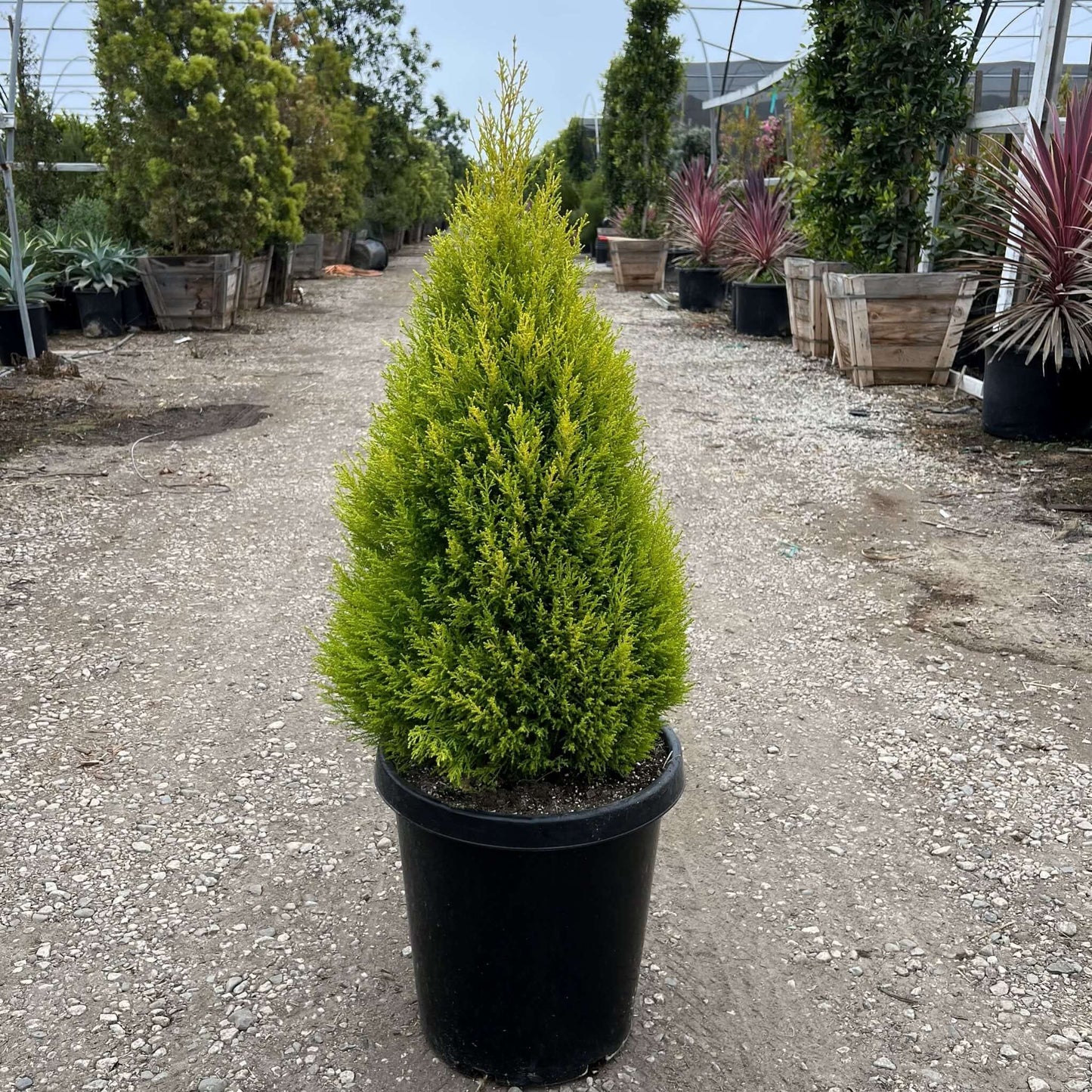 Wilma Golden Cypress 5 Gallon Container Size Nursery Location