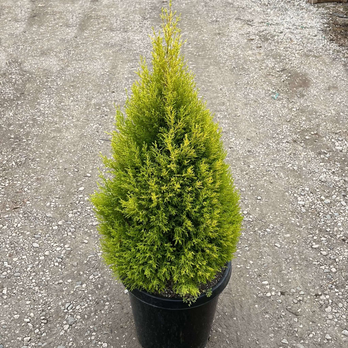 Wilma Golden Cypress 5 Gallon Container Size