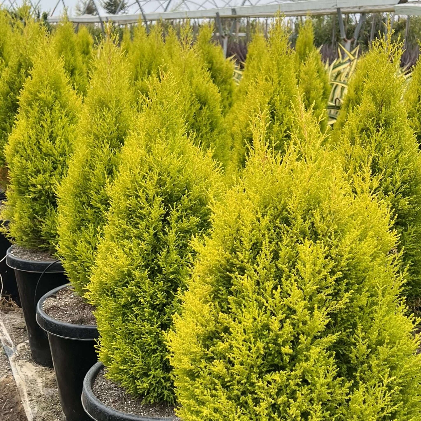 Wilma Golden Cypress 15 Gallon Container Size Covered Nursery Growing Location