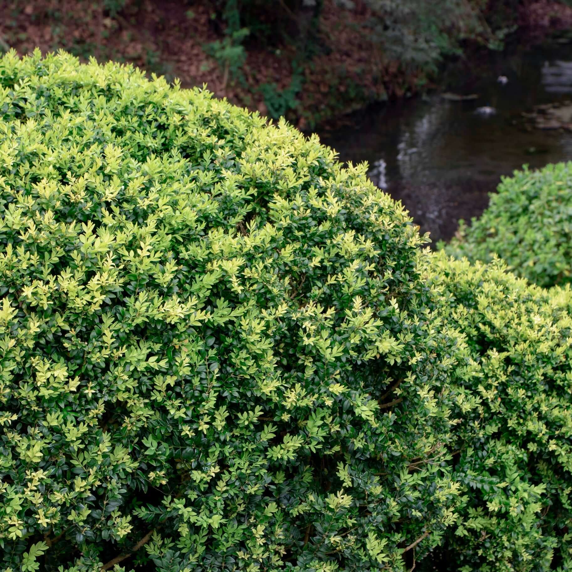 Dwarf English Boxwood