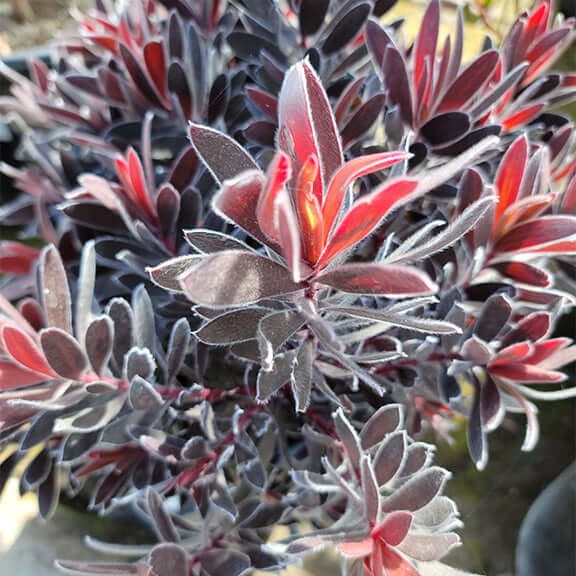 Ebony Conebush (7909600723199)