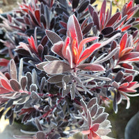 Ebony Conebush (7909600723199)