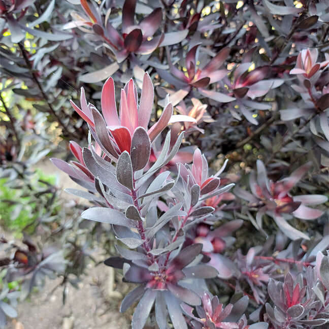 Ebony Conebush (7909600723199)