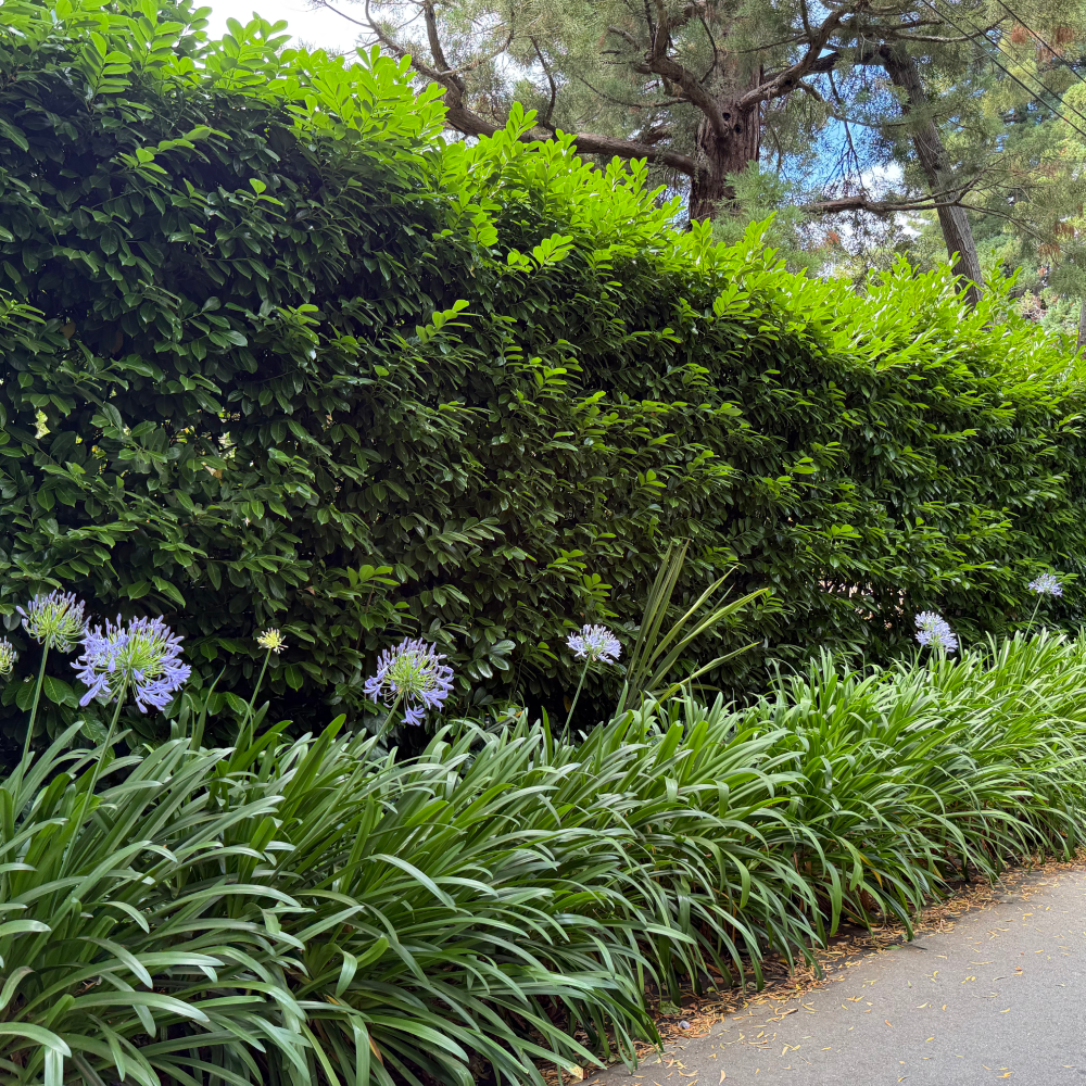 English Laurel