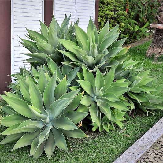 Foxtail Agave (7823948742911)