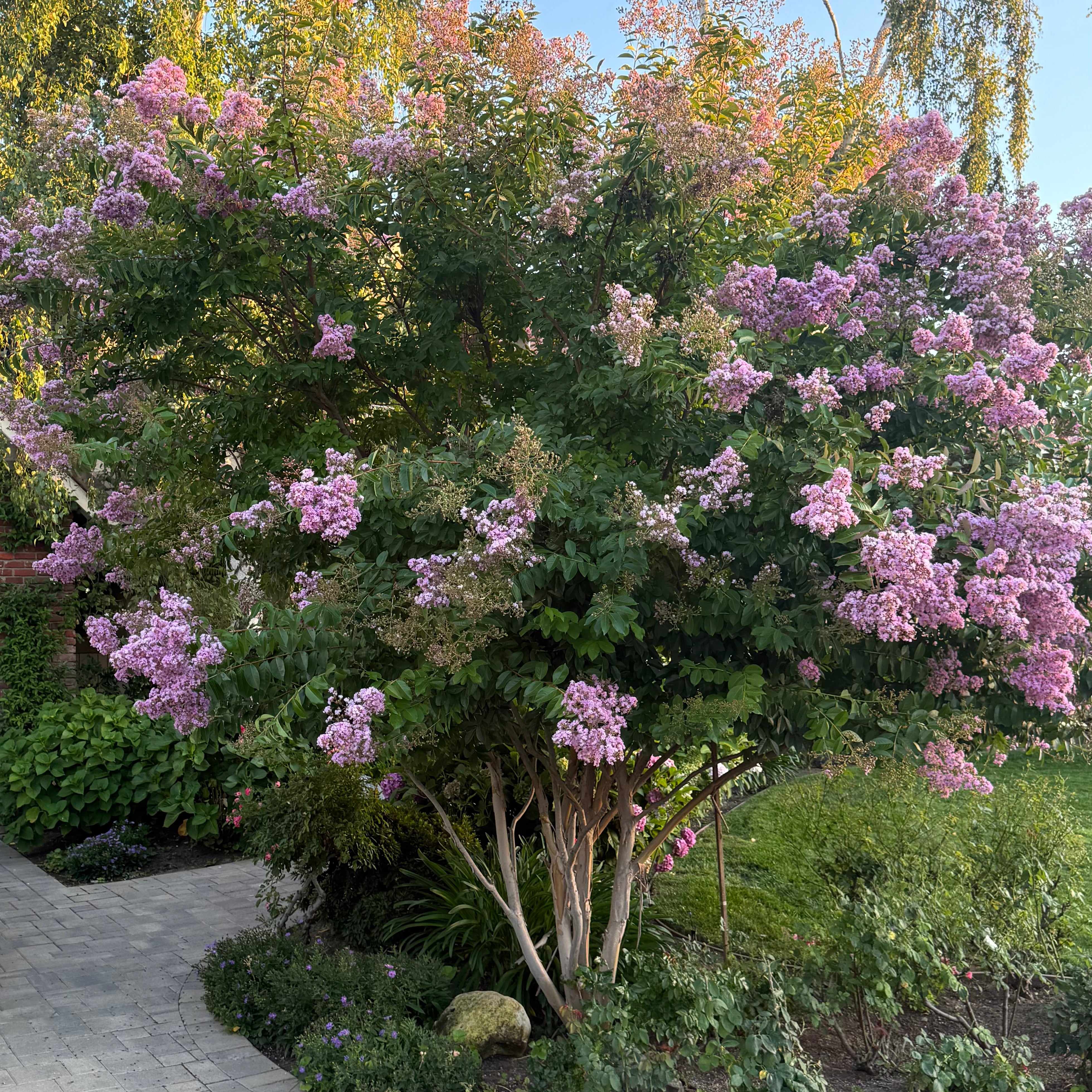 crape myrtle tree lavender Muskogee Crape Myrtle Tree (15 Gallon), Purple Flowering Multi-Trunk, Grows Well in Zones 6-9